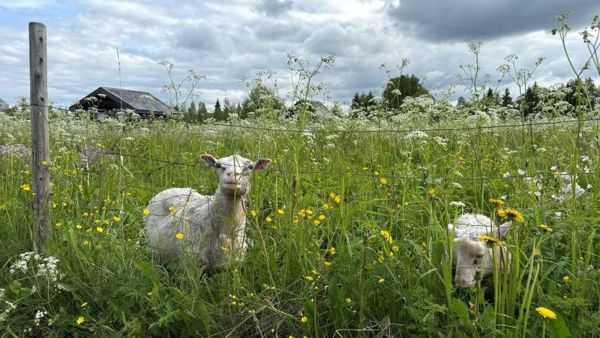 Kaksi lammasta (uuhi ja karitsa) kesäisellä niityllä