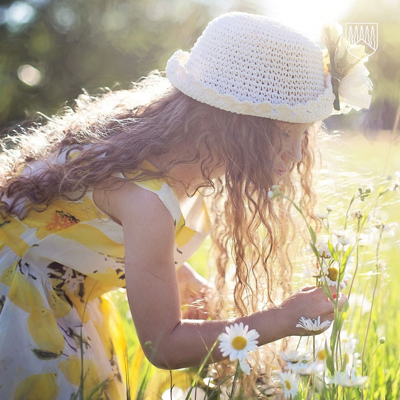 Tyttö kukkakedolla keräämässä päivänkakkaroita.